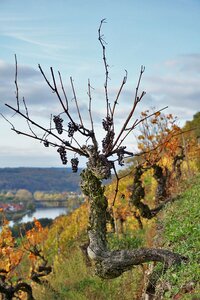 Winegrowing vine nature photo
