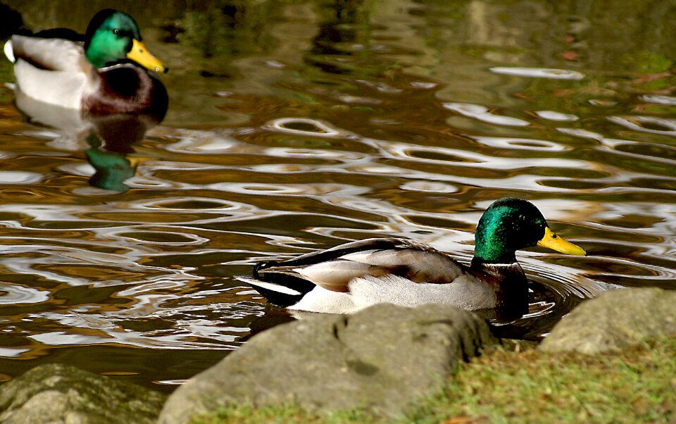 Mallard duck bird water birds photo