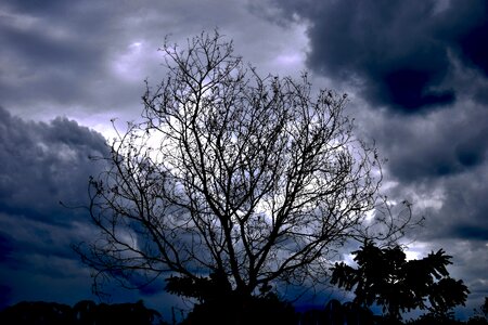 Sky branches grey photo