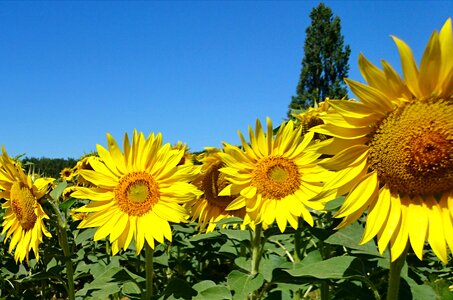 Plant summer yellow