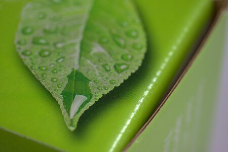 Green corrugated corrugate