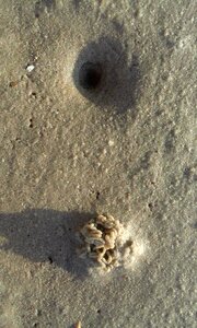 Wadden sea watt worm pile sand