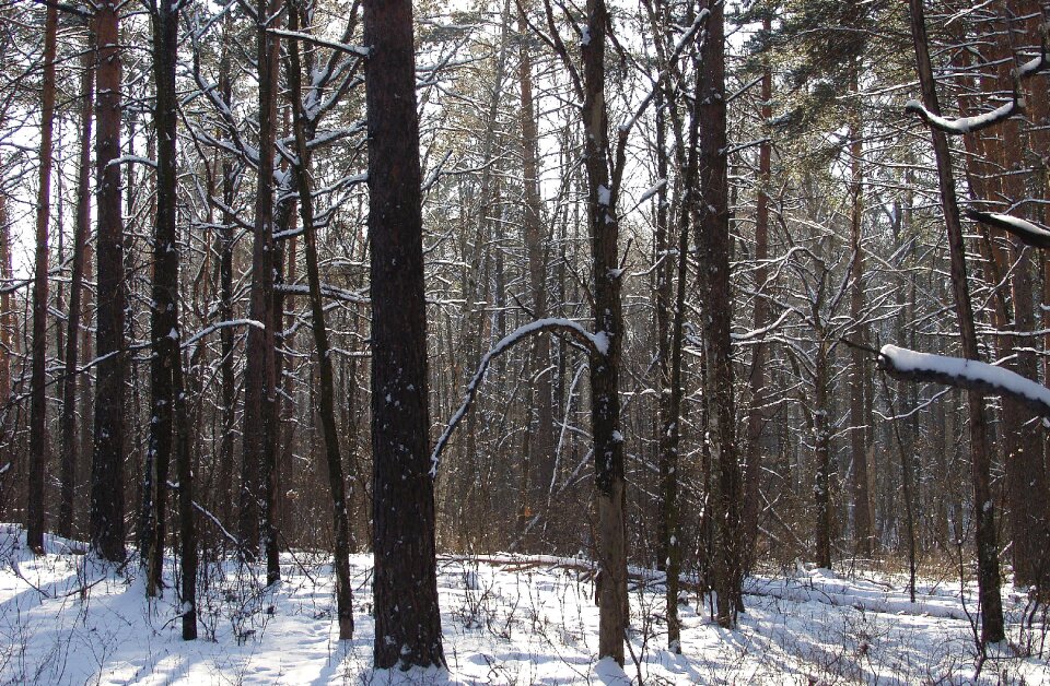 Landscape pine winter forest photo