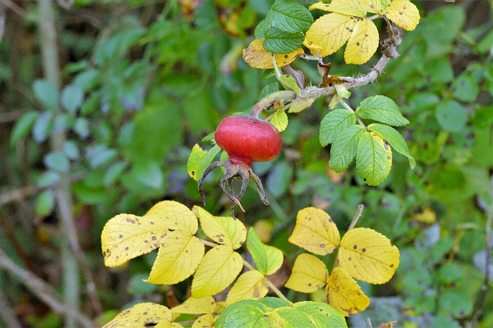 Red bush haw photo