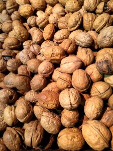 Tree nut shell photo