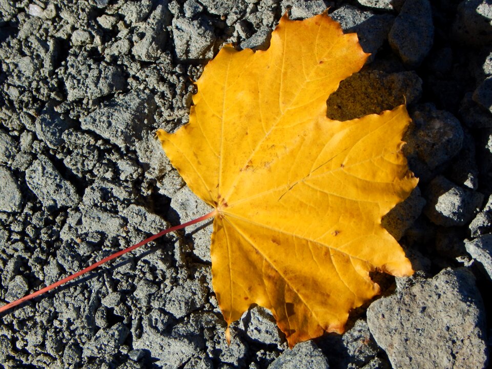 Maple golden autumn leaves