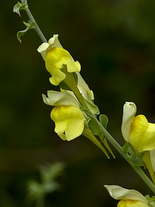 Antirrhinum majus garden flower