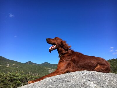 Dog mountain roux