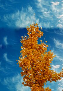 Golden autumn autumn mood trees