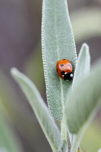 Nature insect polka dots