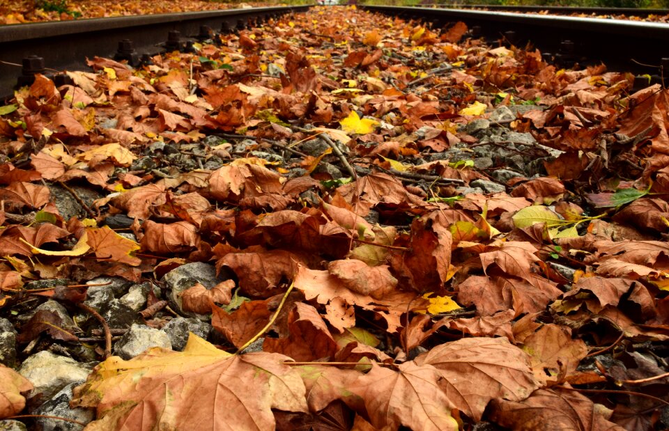 Golden autumn nature transience