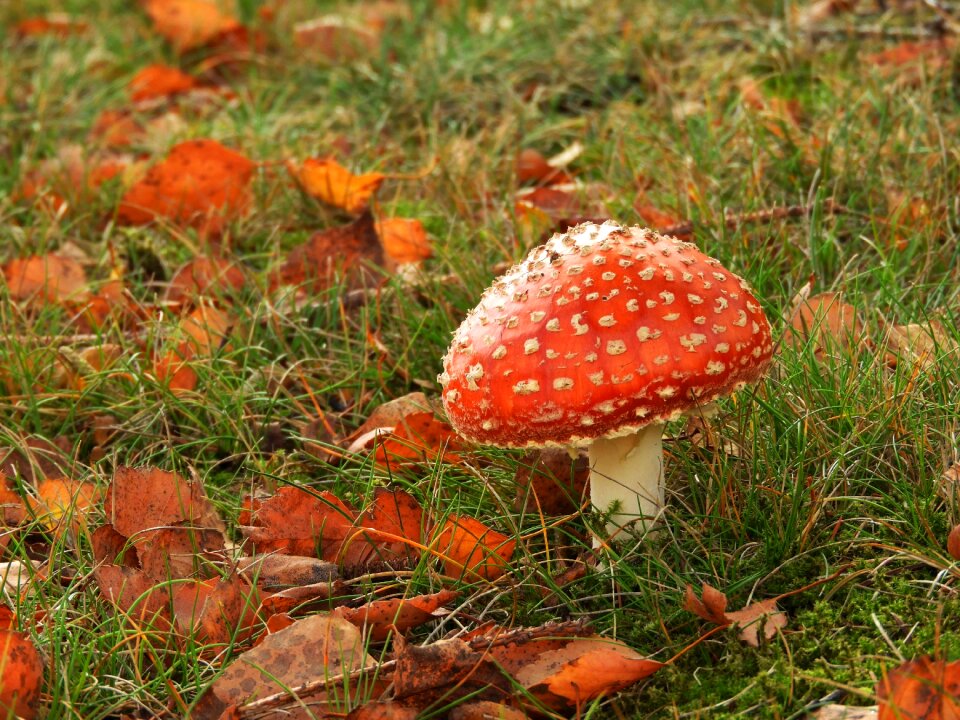 Agaric nature fly agaric
