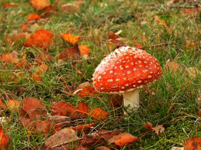 Agaric nature fly agaric photo