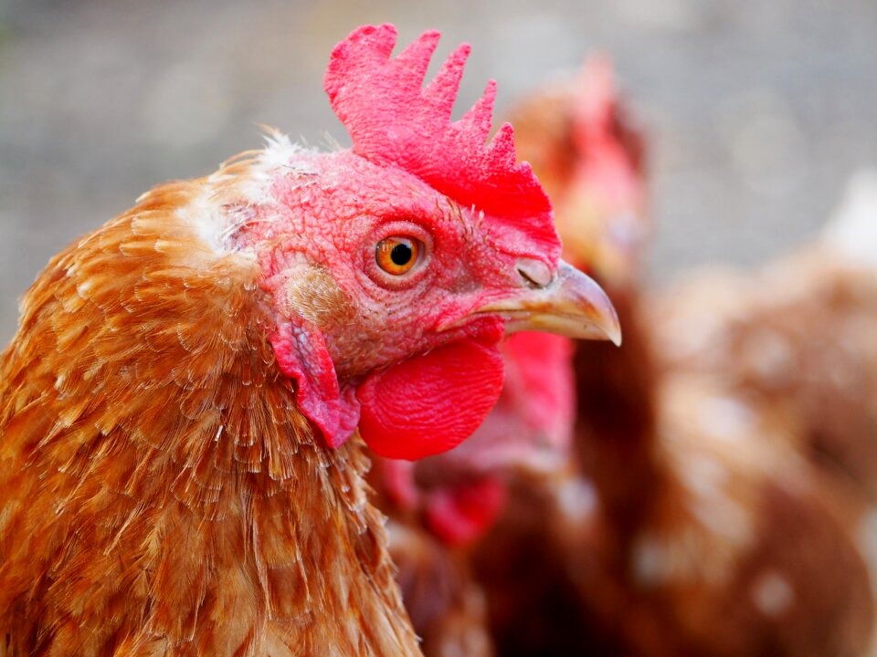 Farm poultry free running