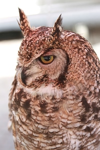 Bird of prey raptor nocturnal photo