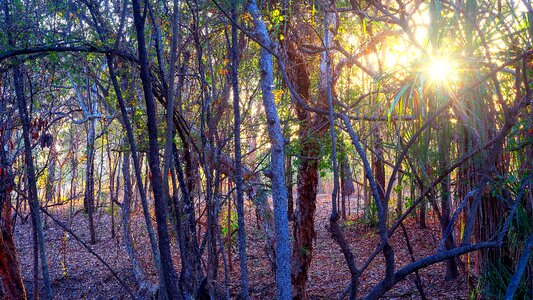 Woodland sunrise backdrop background