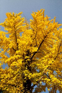 Yellow sunshine republic of korea