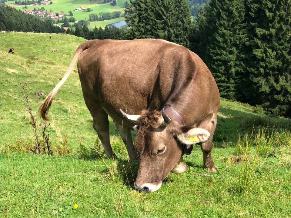 Pasture cows agriculture