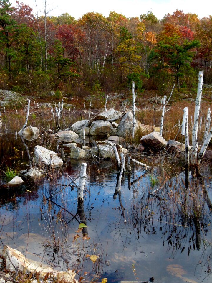 Pond beaver work