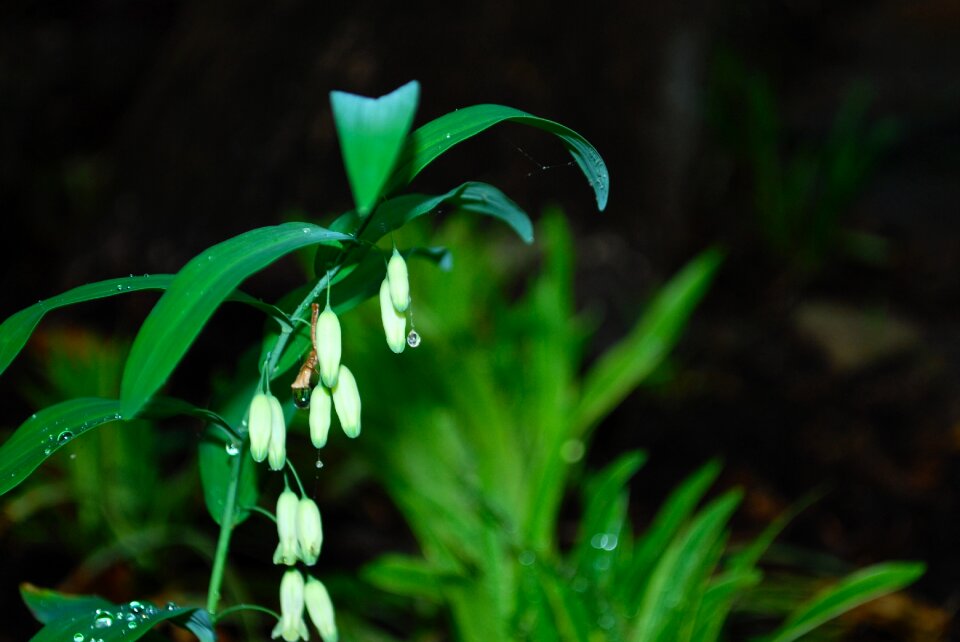 White tear drop dew