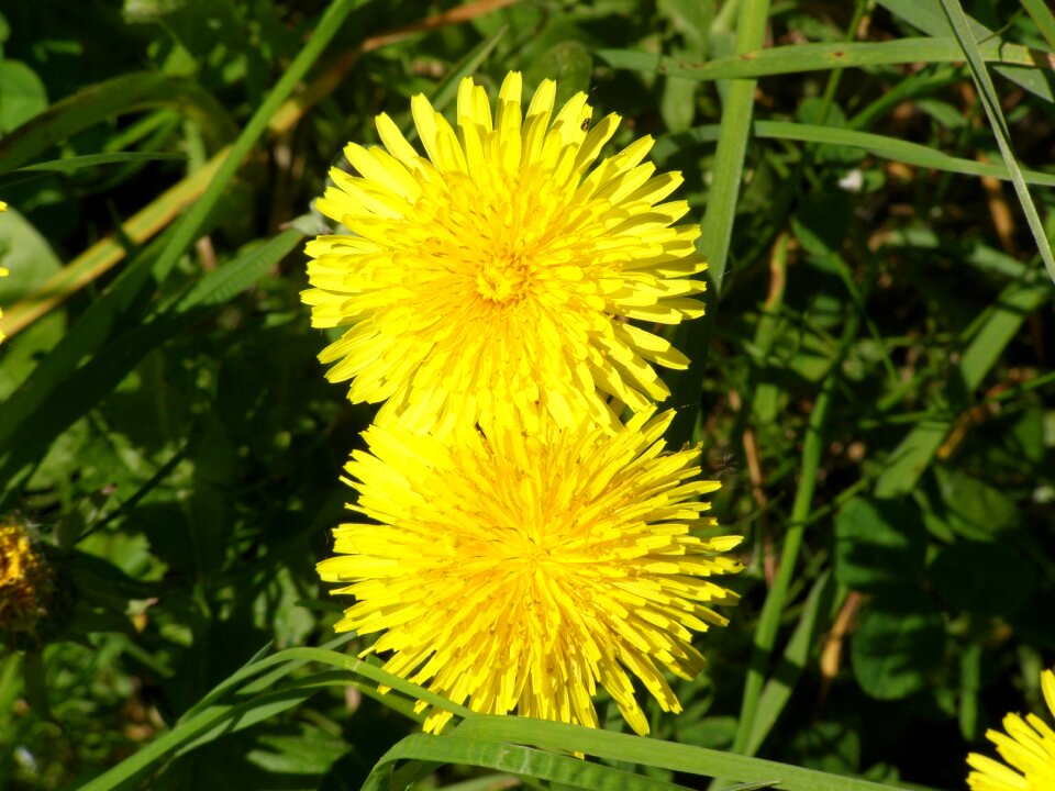 Dandelion yellow Free photos