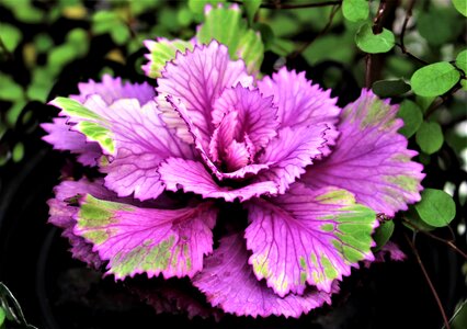 Ornamental plant ornament bowl flowers photo