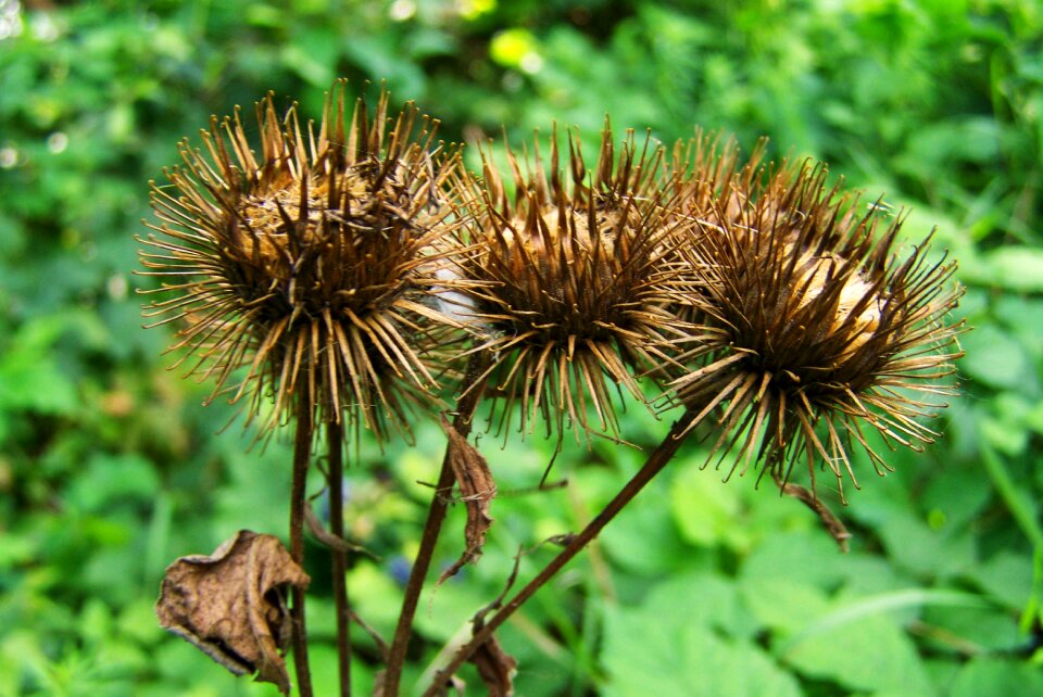 Thistle wildflower harvest nature