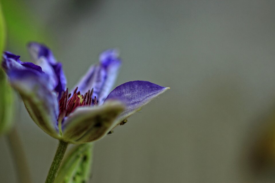 Macro color nature