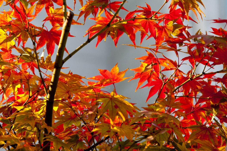 Nature leaves the leaves