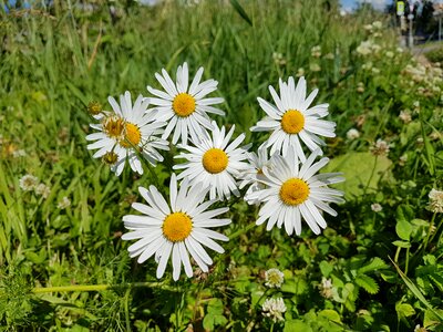 Organic natural floral