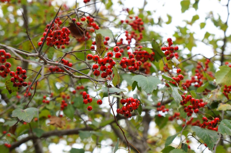 Fresh medium republic of korea nature