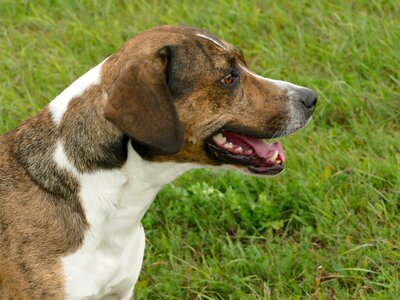 Grass meadow sitting dog