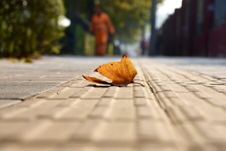 Autumn akiba yellow leaves photo