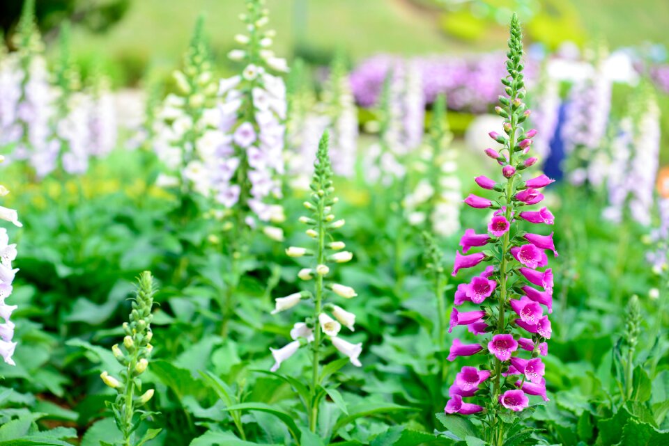 Nature white flower pink flower