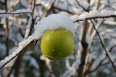 Green apple tree white photo