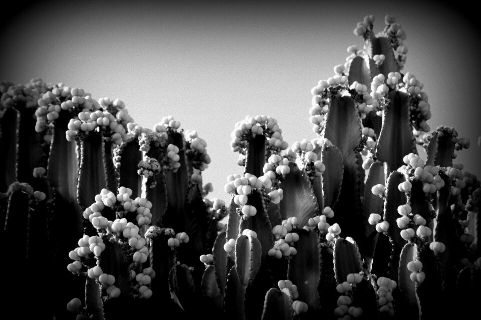 Tenerife plant nature