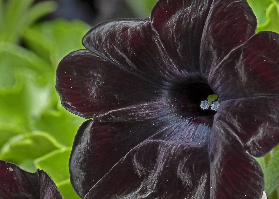 Garden nature close-up photo