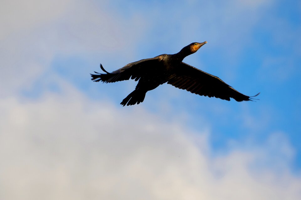 Water bird sky clouds