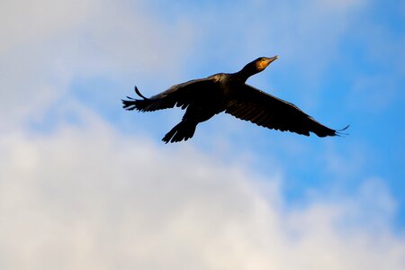 Water bird sky clouds