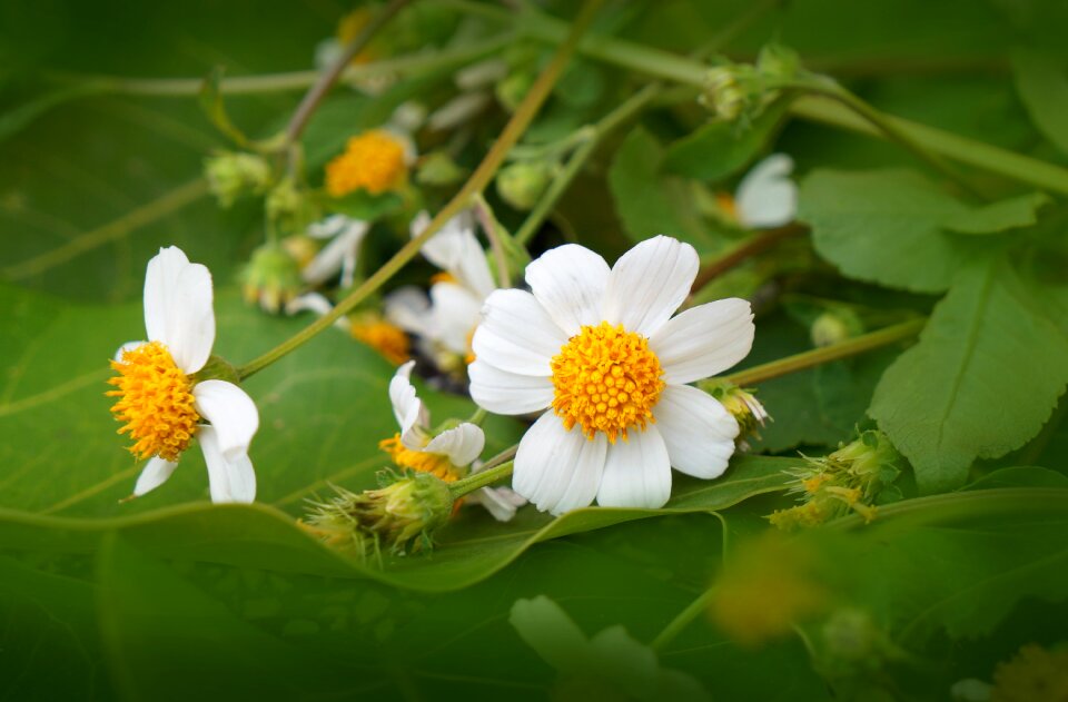 Wildflowers white flowers pistil yellow