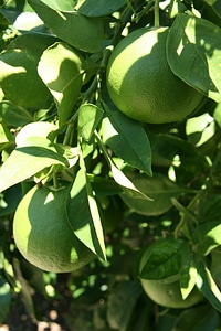 Food fresh healthy