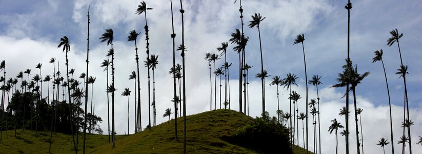 Mountains palm trees south america