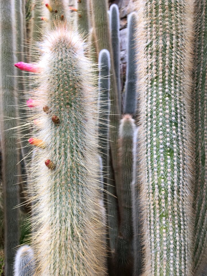 Sharp prickly desert