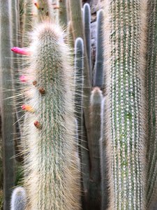 Sharp prickly desert