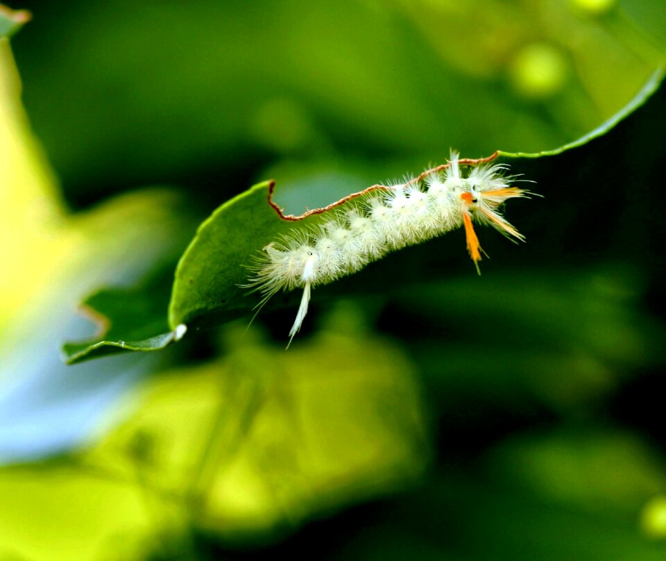 Nature green environment
