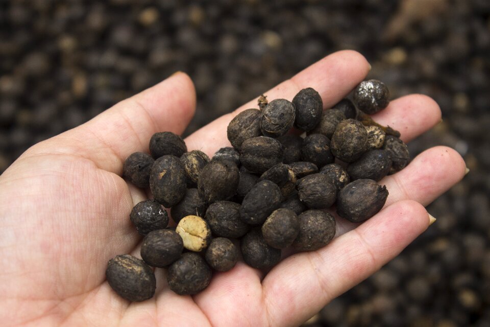 Seeds cafe seeds cafe-dried cascara