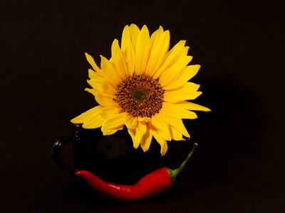 Chili red bloom