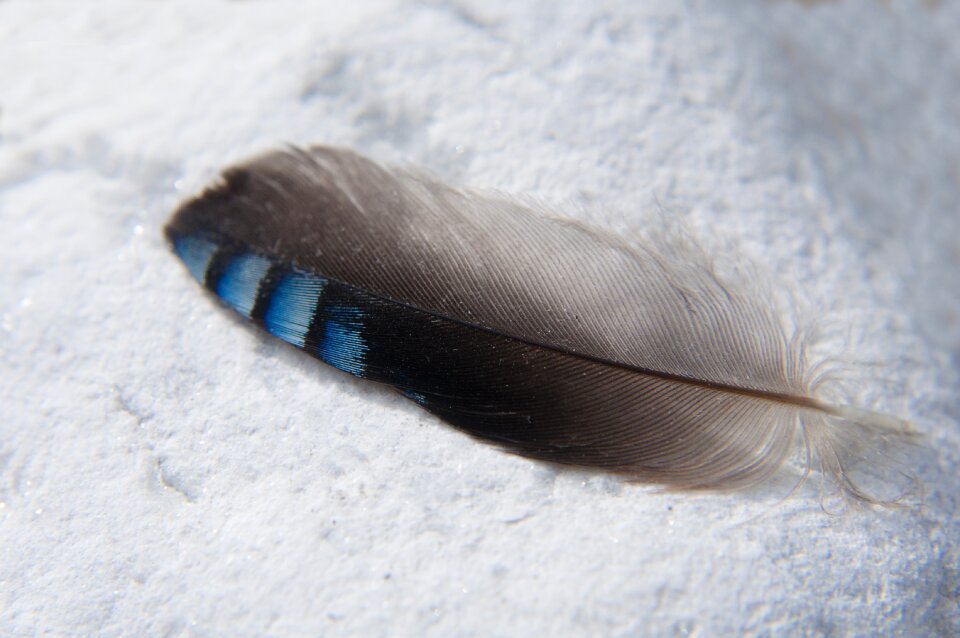 Blue nature bird feather