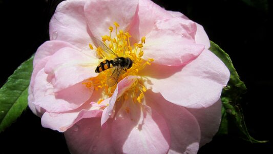 Flower garden nature