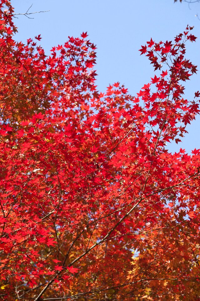 The leaves leaf red maple photo